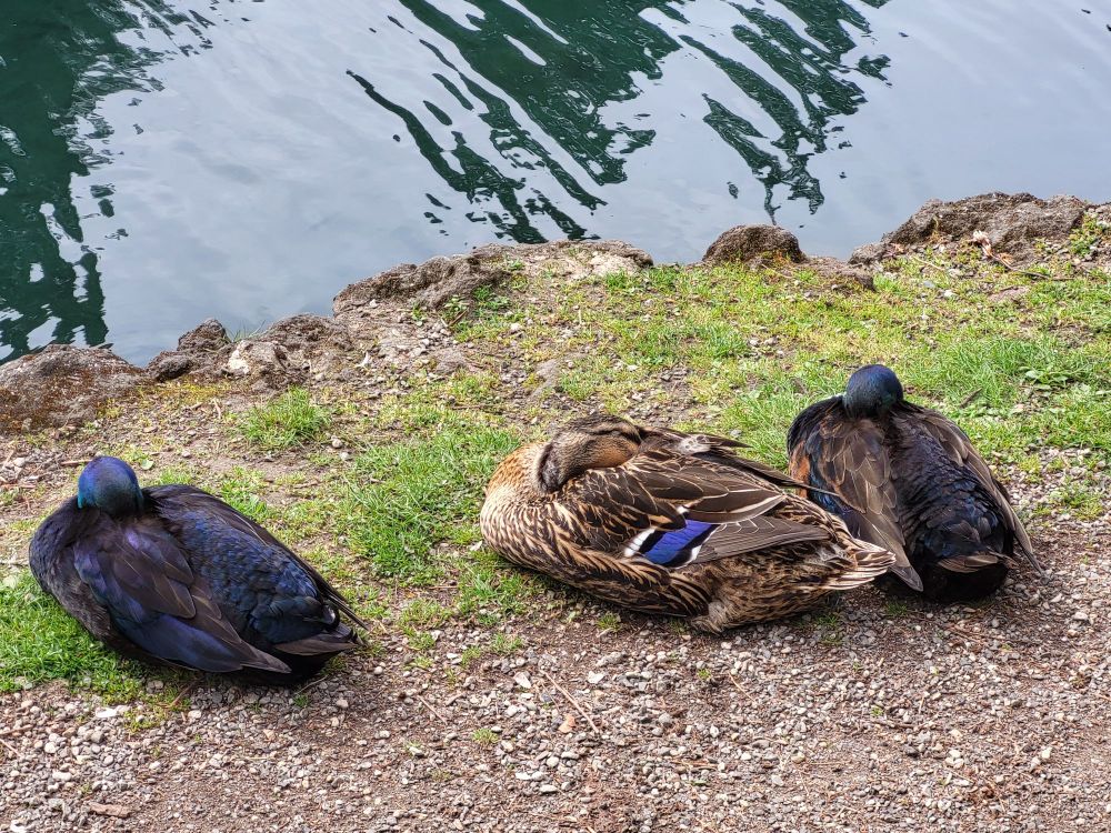 Three ducks resting together along the edge of a pond. The bird in the middle is a female mallard. I'm not sure what type of ducks the darker birds on either side of her are.