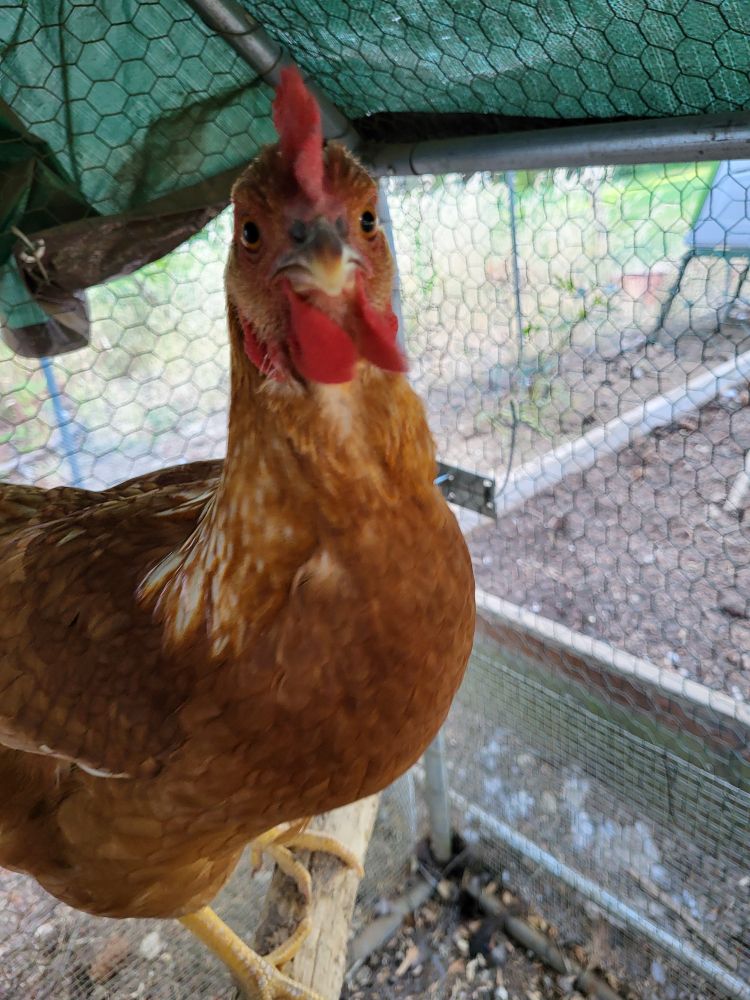 A red hen perched on a branch stares directly into the camera.