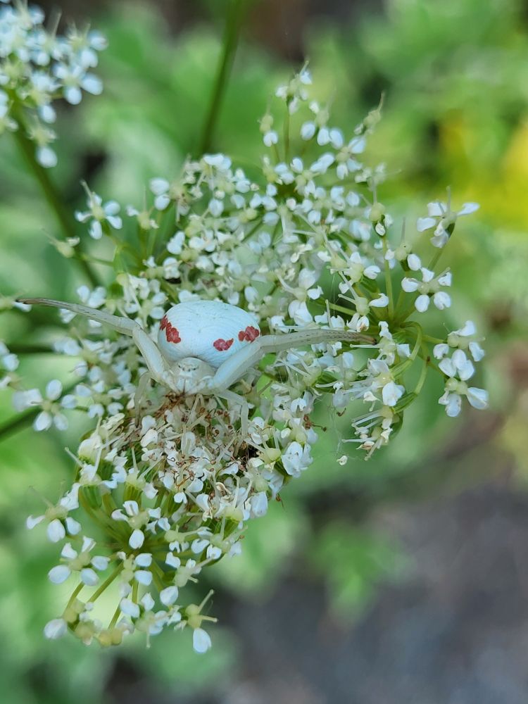 Flower crab spiders don't spin webs; instead, they wait on flowers to ambush bees, moths, and other prey. The female can change the color of her body to match her surroundings. 