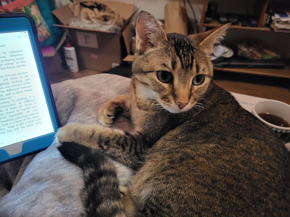 Golden brown tabby cat Ella sits on a soft gray blanket on my lap. To one side is a cup of black tea. To the other side is a tablet showing an ebook.
