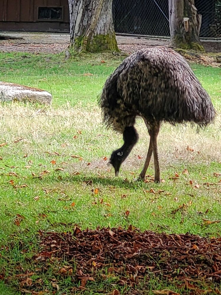 An emu (Dromaius novaehollandiae) stands in an enclosed lawn scattered with dried leaves. Its head is down, searching the ground for something tasty.