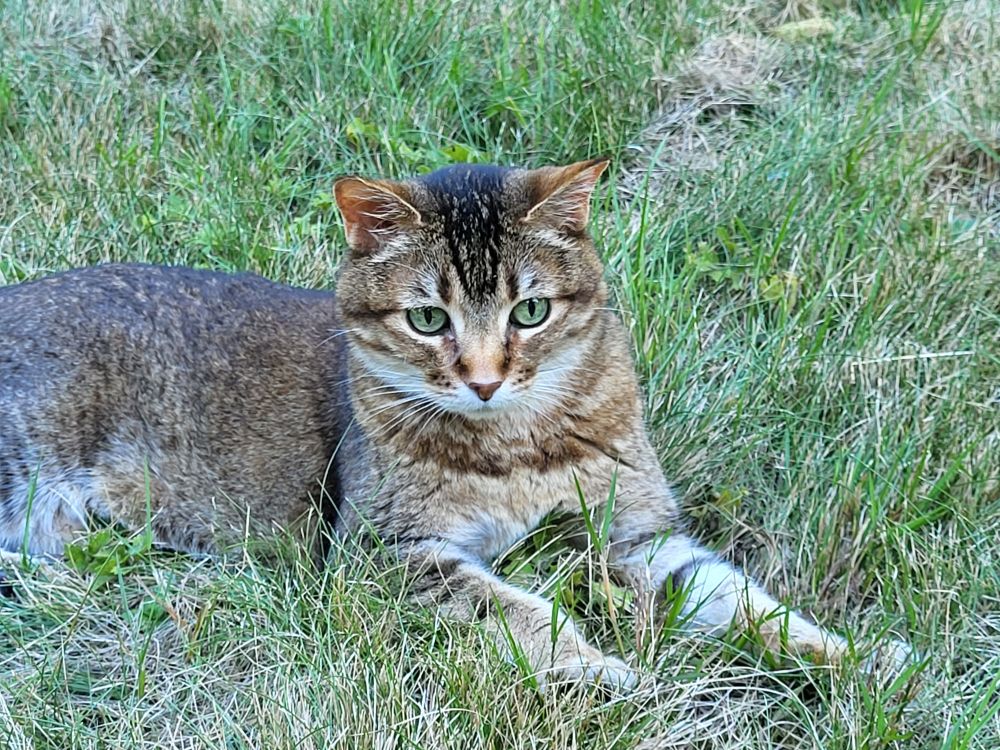 Golden brown tabby cat Ella is lounging on the grass, keeping an eye on her surroundings. Her green eyes match the green grass.