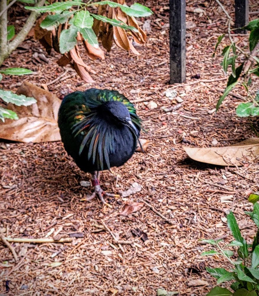 A Nicobar pigeon (Caloenas nicobarica) walking across the ground. Its plumage is dark gray mixed with iridescent green, blue, and bronze with long plumes trailing down the neck. The head-on camera angle makes it look surprisingly round, although this individual did seem plump.