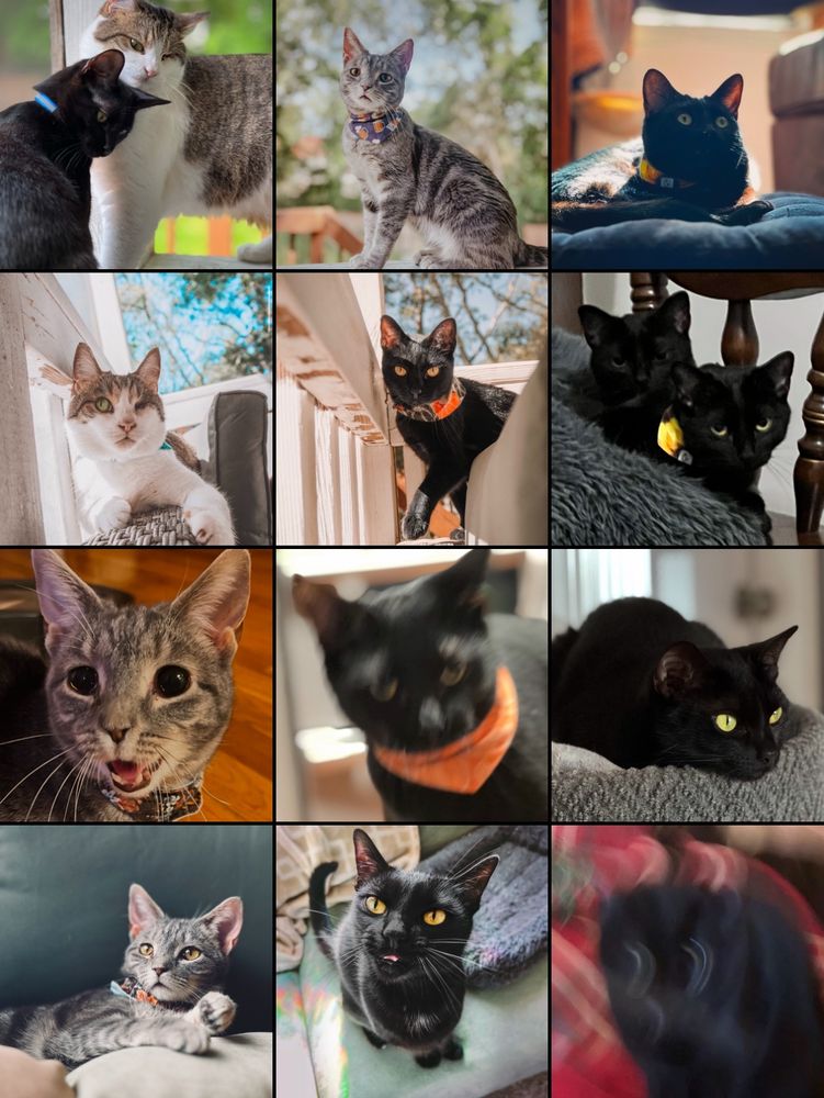 Various photos of Mo’s cats, a white and brown tabby, a grey tabby, and two black cats 