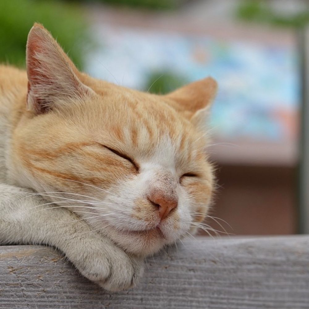 玄海島の売店前、木製ベンチで寝ている茶トラ猫。