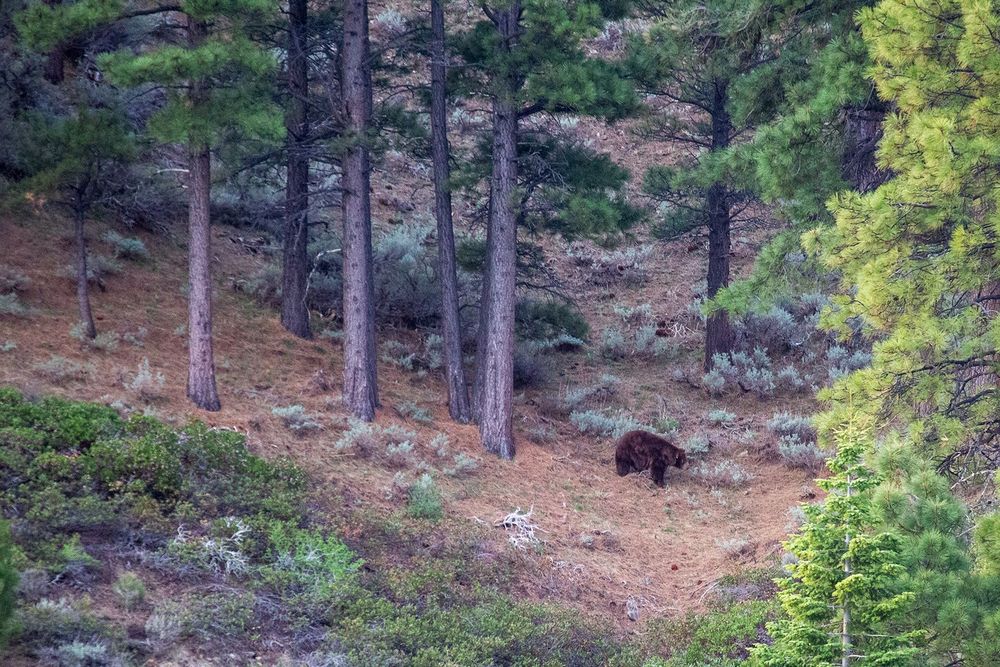 A brown colored black bear walking on a distant hillside through sagebrush under pine trees.