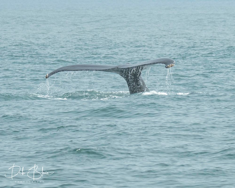 Whale's tail