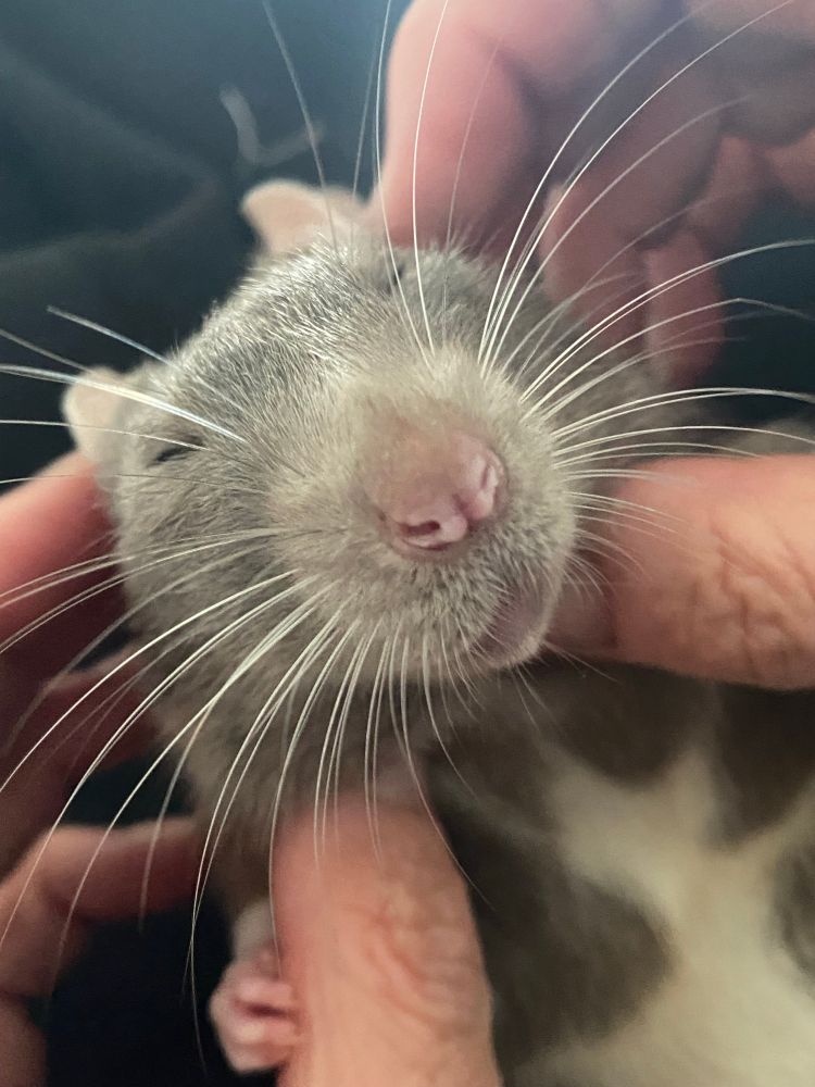 A close-up of a grey and white rat being tickled by human hands. His eyes are closed, and his long white whiskers fan out around his twitching pink nose, giving him a blissful, content expression. His little foot is holding the right thumb 