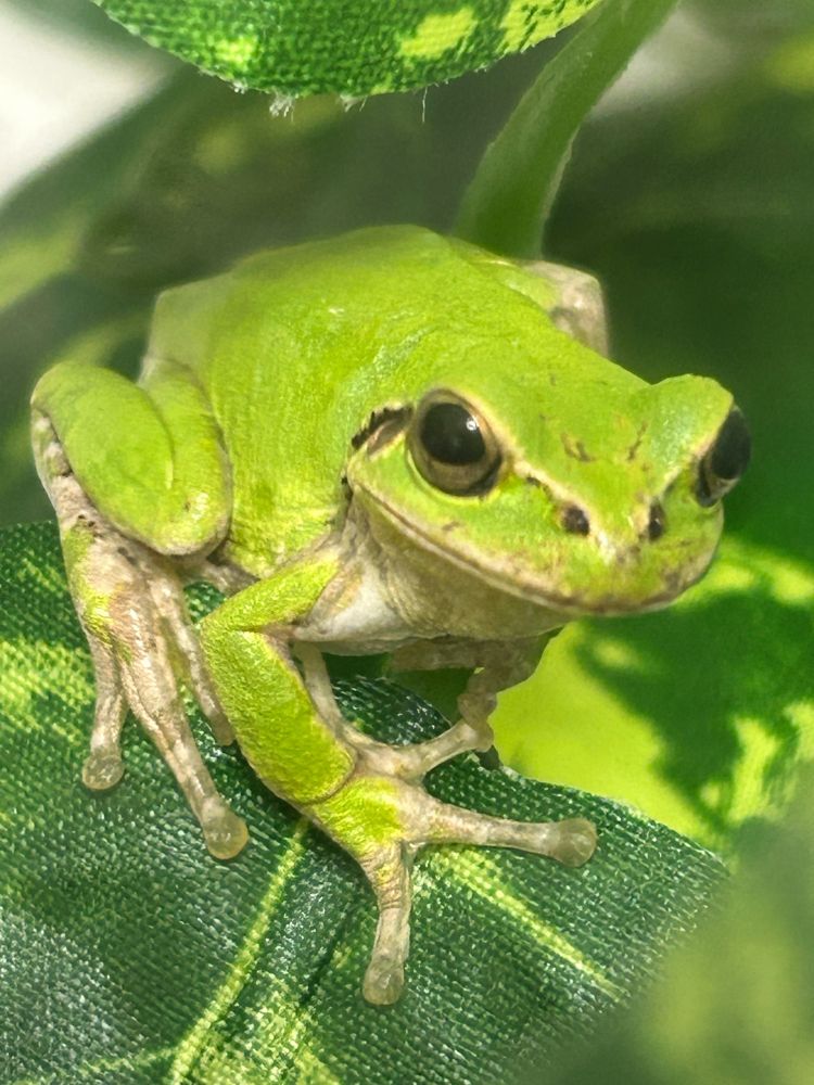 緑で細長いので、おくら。顔つきがアマガエルぽくない気がするけど黒い線とか鼓膜とかアマガエルなんだよなあ…