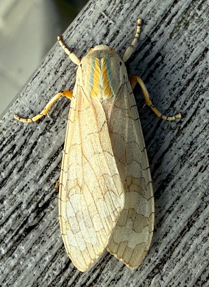 A moth with cream colored wings and a tuft of pale orange and blue fuzz on its back. 