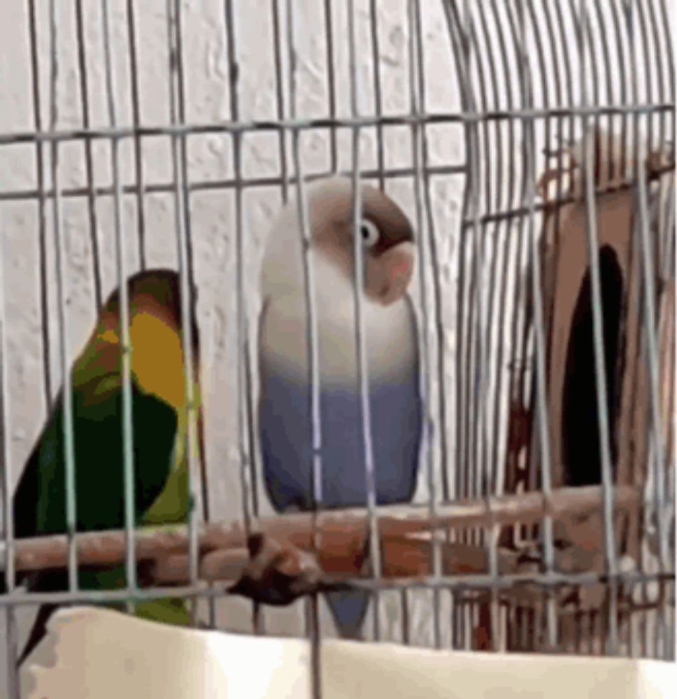 two birds are sitting in a cage and one of them is blue