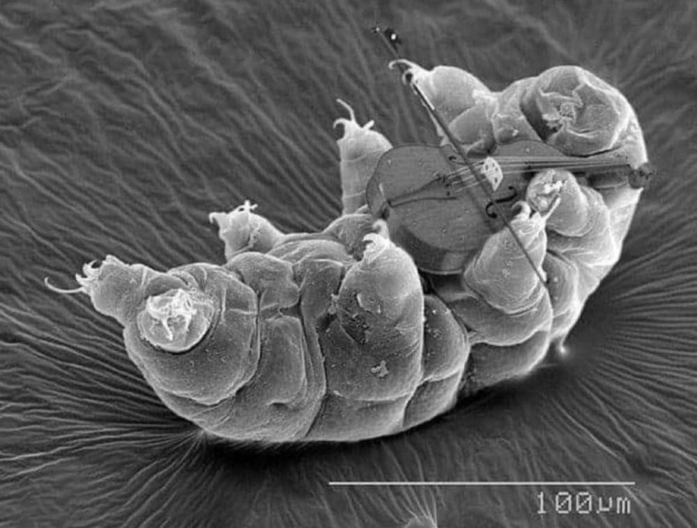 Tardigrade playing worlds smallest violin