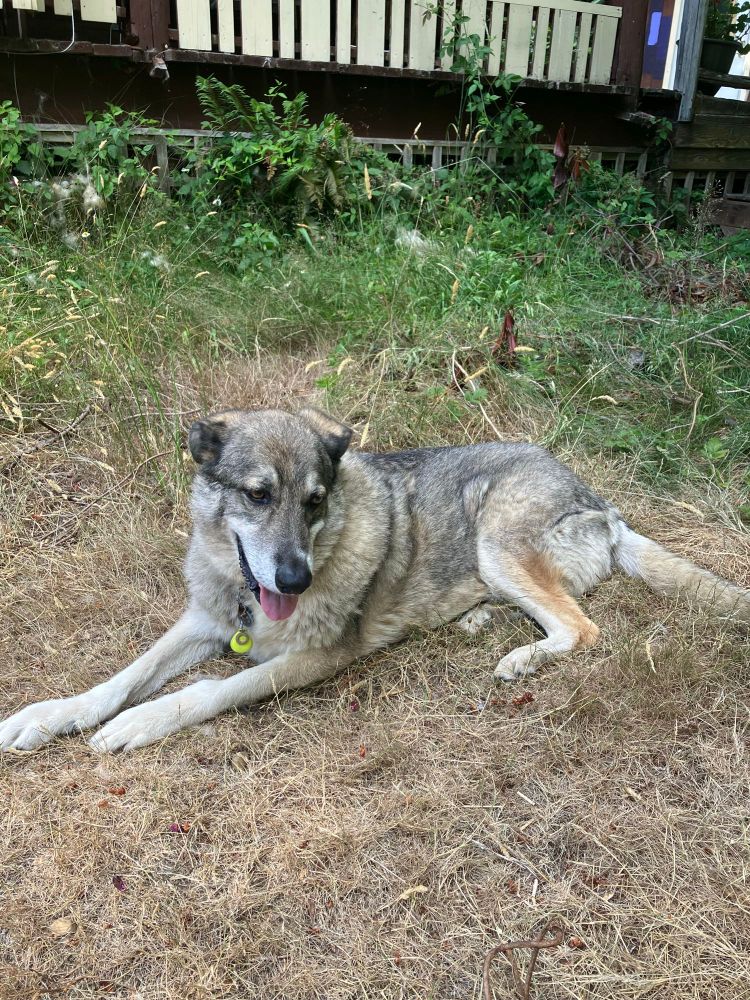 Aspen the German Shepherd/Great Pyrenees mix lounging in front of the cabin