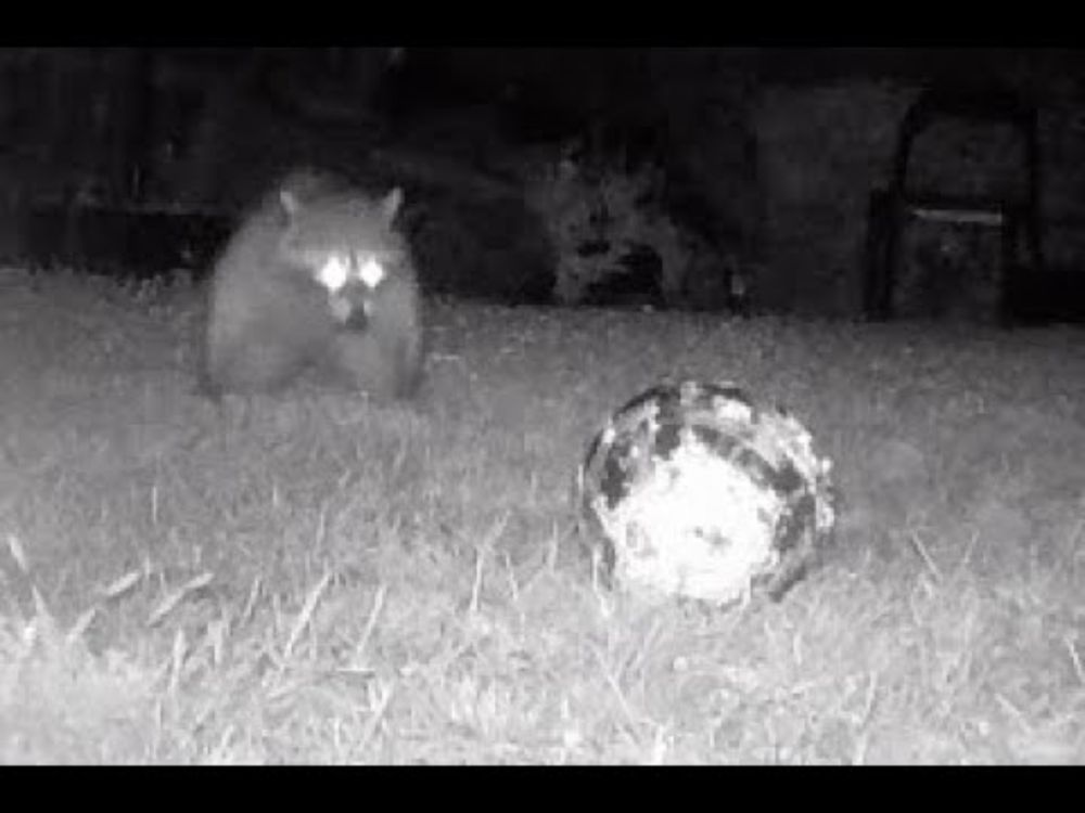 Ladera Raccoon Soccer 2025