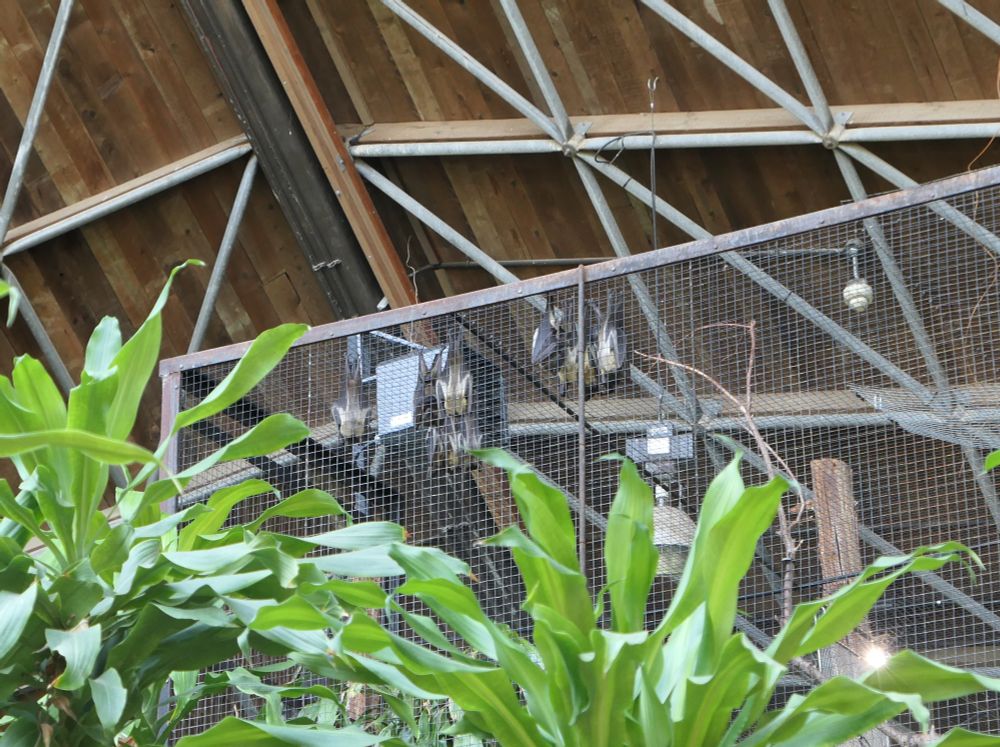 Straw-colored fruit bats hanging inside an aviary at Toronto zoo. They were fanning with their wings to cool down in the hot air. There are trees in the foreground and the roof of the hall in the background.