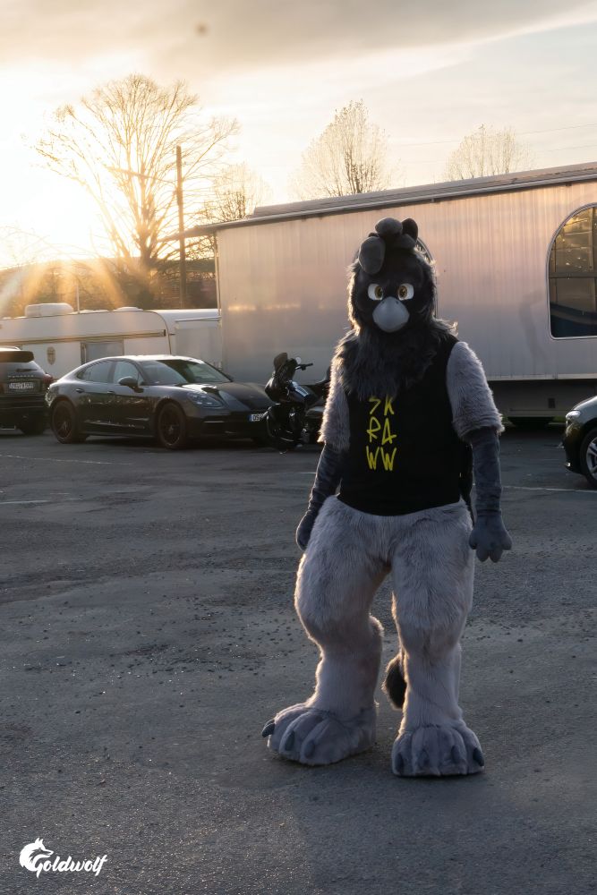 Photo of Skraww the gryphon (fursuit) standing in a parking lot with cars, a motorcycle, camper and a trailer. The sun shines bright and low behind him in the evening sky.