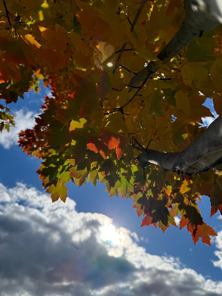 My walk this afternoon may bring u smiles  dear Cristy as does for me 🍂💫💫 