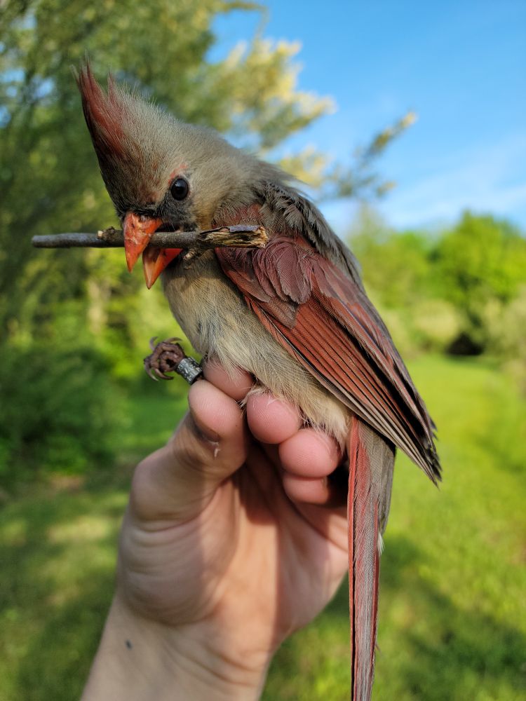 Female Northern Cardinal