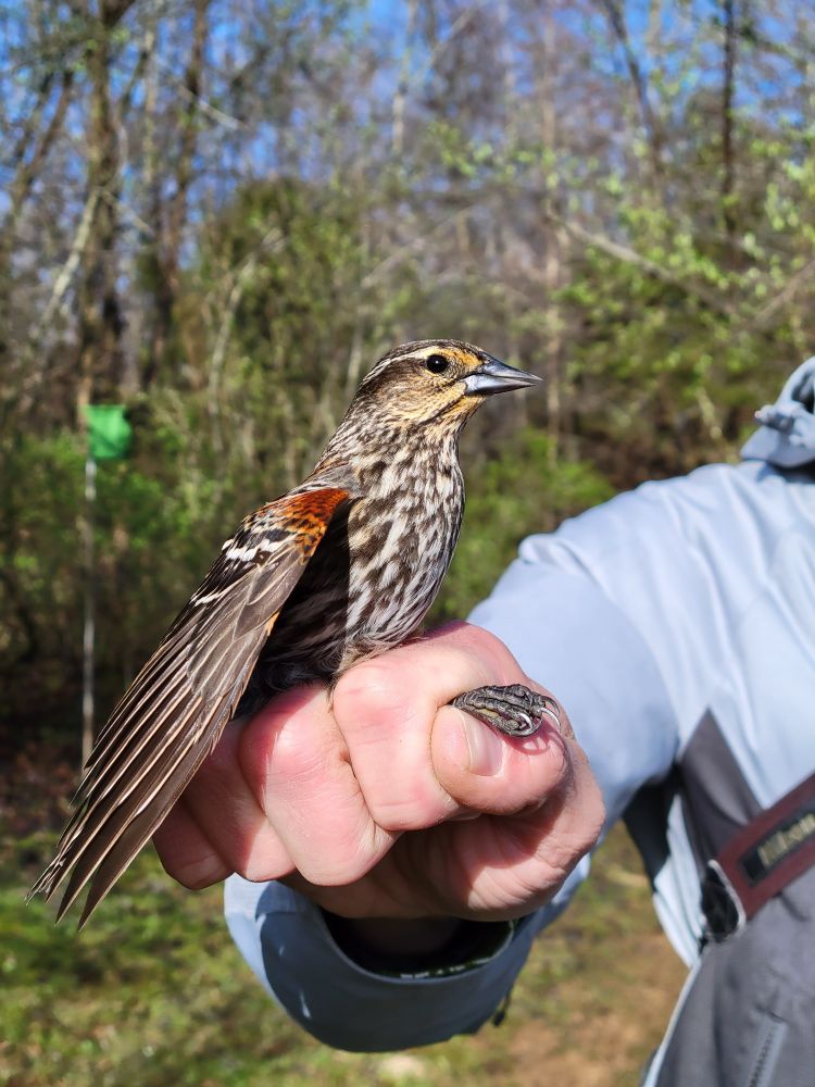 Female Red-winged Blackbird
