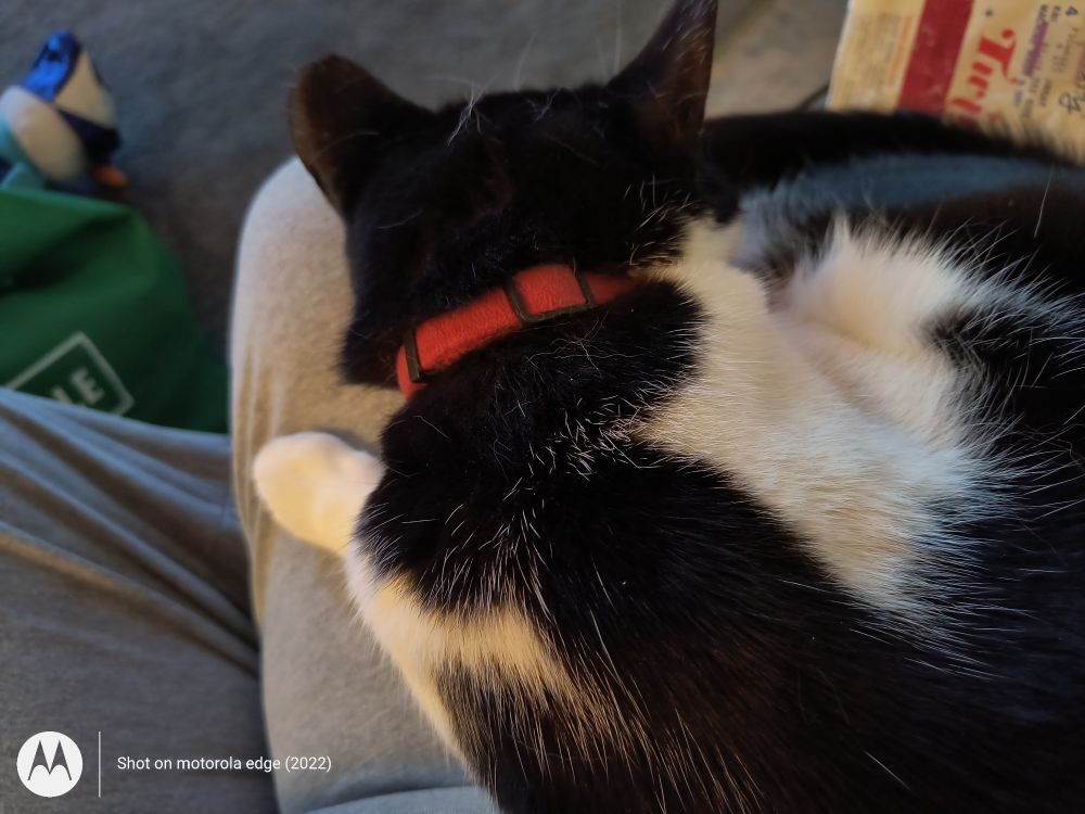 Black and white cat sleeping on my lap.