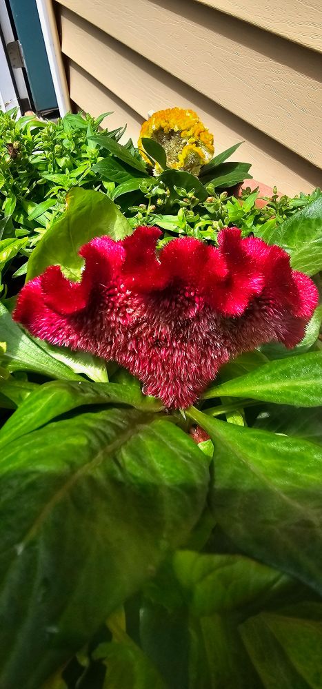 Bright red cocks comb flower