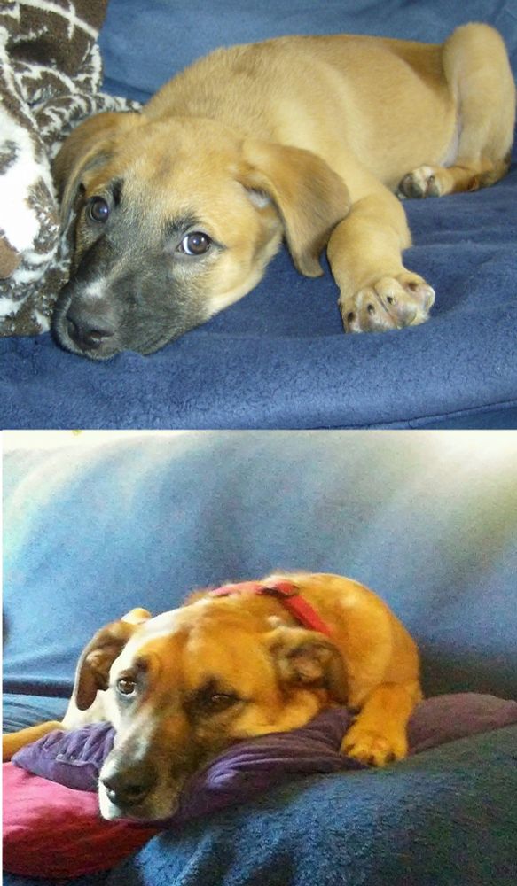 Two pictures of the same dog, a tan Labrador, as a puppy and a napping senior, on the same couch in the same pose, ten years apart.