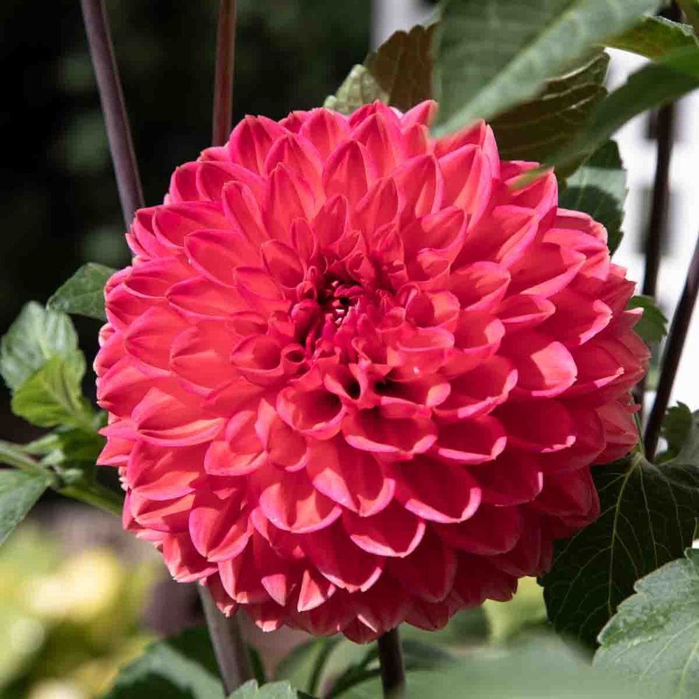 A coral colored flower - dahlia - that has shades of orange too. 