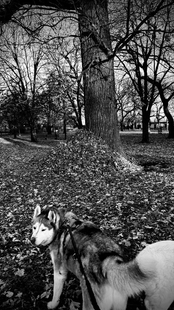 Husky looks back, patiently waiting for approval to approach a large pile of leaves up against the base of a tree.