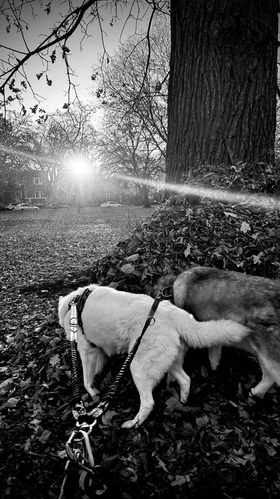 Sunlight breaks over two huskies sniffing at a pile of leaves at the base of a tree.