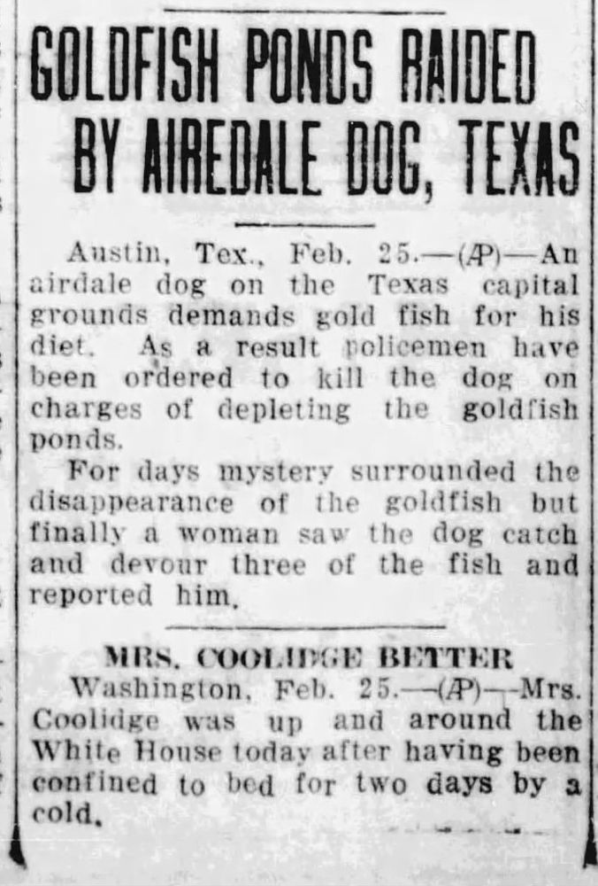 Miles City Star. Miles City, Montana. Sat, Feb 27, 1926.

GOLDFISH PONDS RAIDED BY AIREDALE DOG, TEXAS
Austin, Tex., Feb. 25. - (AP) - An airdale dog on the Texas capital grounds demands gold fish for his diet. As a result policemen have been ordered to kill the dog on charges of depleting the goldfish ponds.
For days mystery surrounded the disappearance of the goldfish but finally a woman saw the dog catch and devour three of the fish and reported him.

_______________________

MRS. COOLIDGE BETTER
Washington, Feb. 25. - (AP) - Mrs. Coolidge was up and around the White House today after having been confined to bed for two days by a cold.