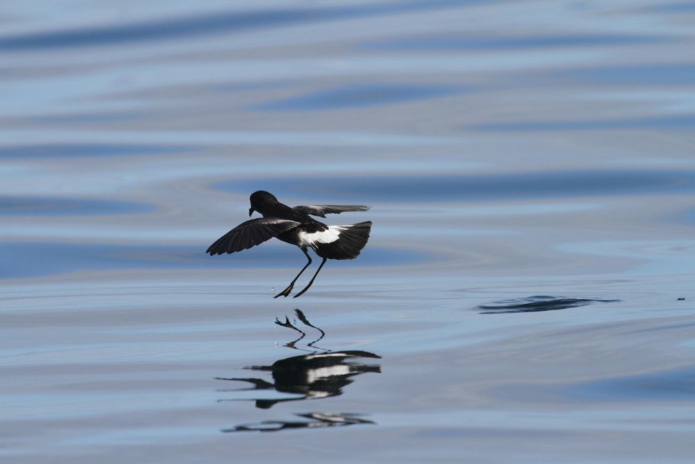 Birds of the World - WEBINAR: Unraveling the mysterious life histories of storm-petrels - the world'...