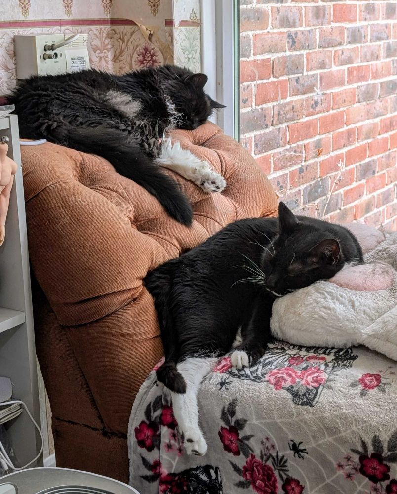 Two black and white cats luxuriously sprawled across a chaise longue, asleep
