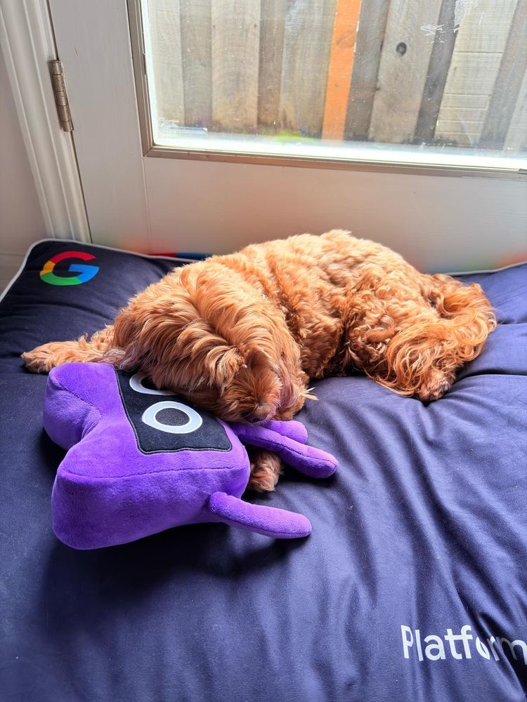 Dog laying on a Google dog bed, using a kotlin mascot as a pillow.
