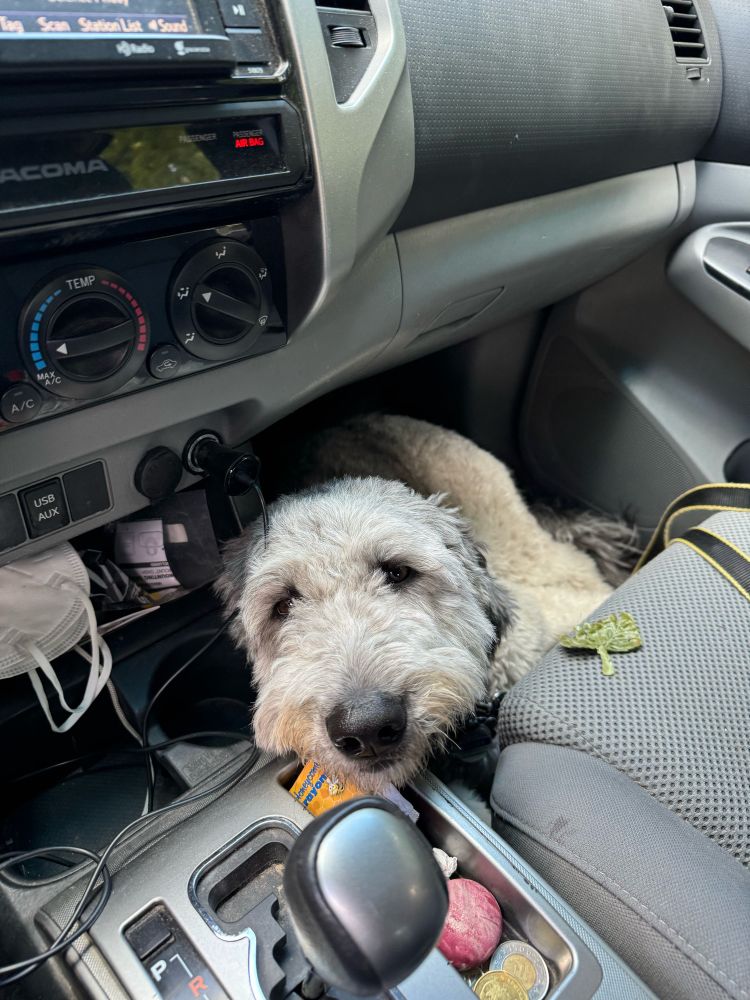 A fluffy grey dog has wedged herself into the footwell of the passenger seat of a Toyota Tacoma. She’s looking up into the camera; you can also see the gearshift knob, some random by bricabrac in the center console, and a single green leaf on the passenger seat