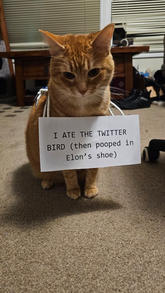 Cute orange cat wearing a sign that says "I ate the Twitter bird (then pooped in Elon's shoe)