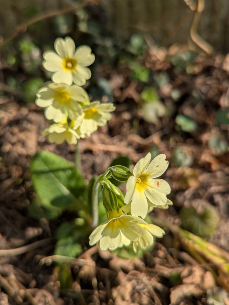 Small yellow spring flower, Schlüsselblume