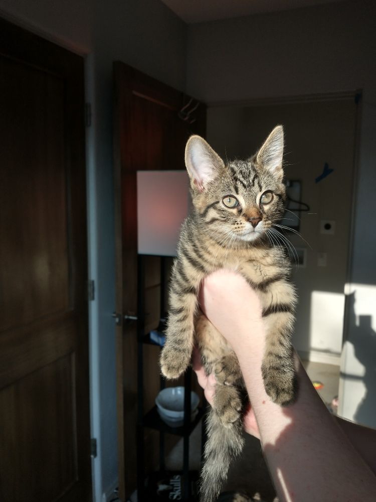 Brown tabby kitten with striped legs