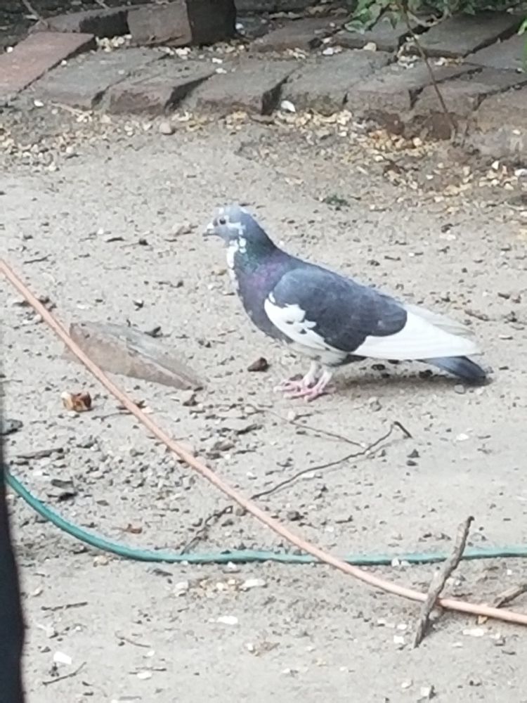 A large grey pigeon, hanging out on some dirt.