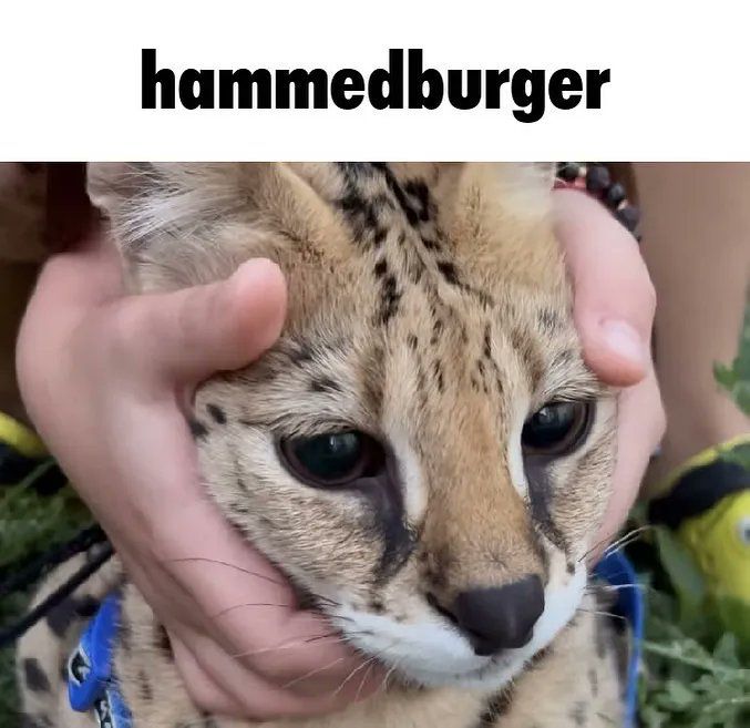 hammedburger