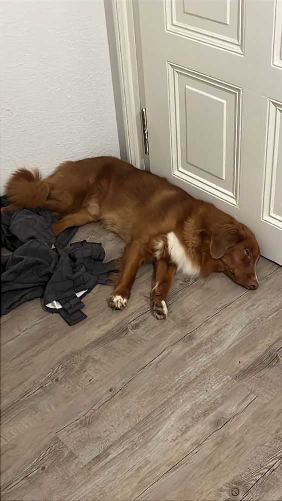 ein hund liegt vor der haustür und schläft mit offenen augen 
