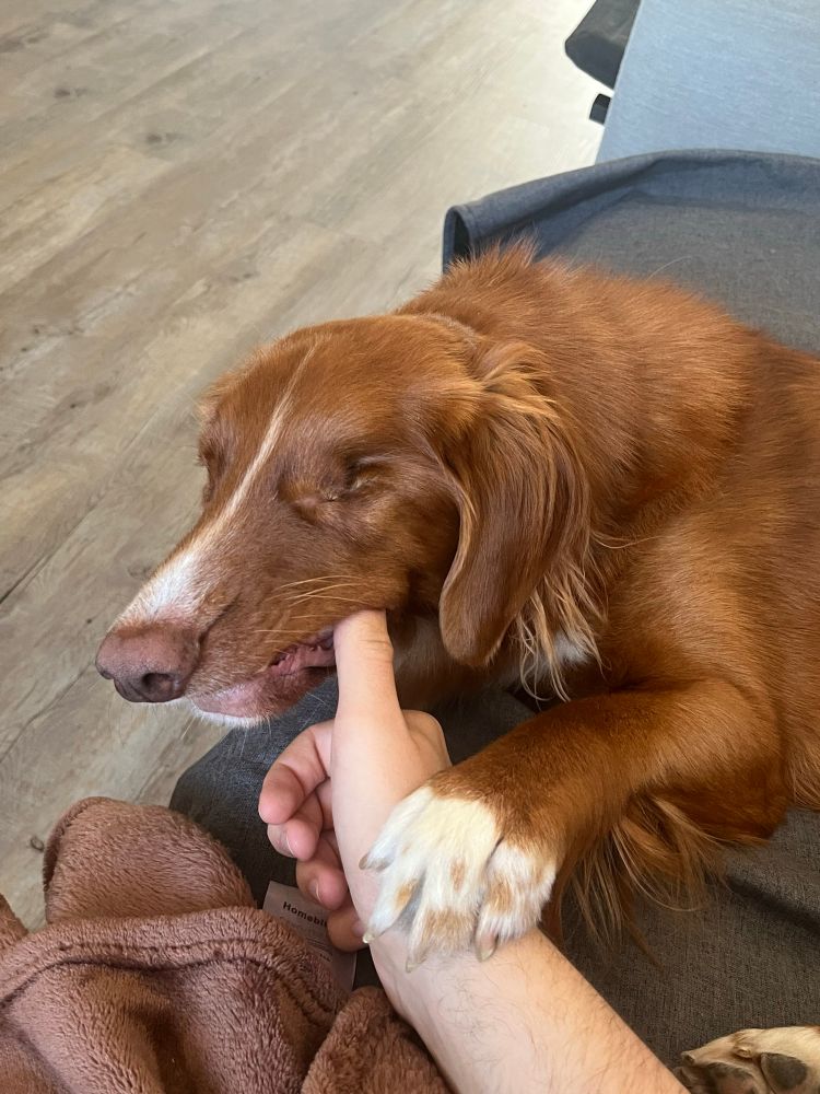 hund knabbert an einem ausgestrecktem daumen 