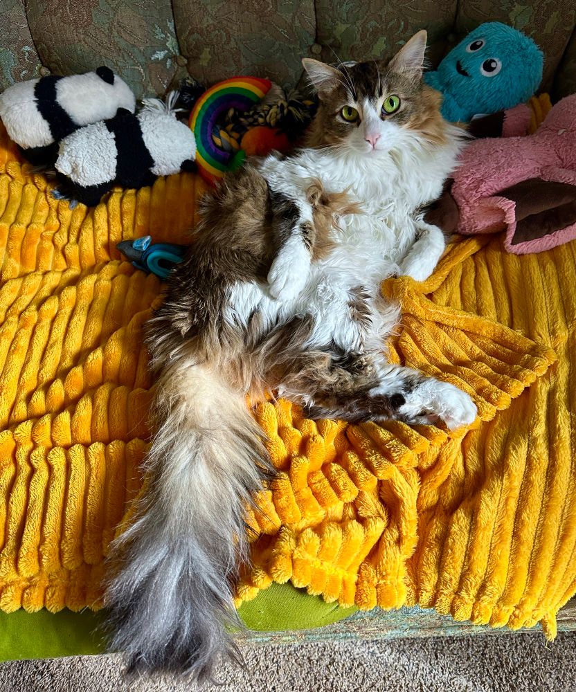 Mid long hair cat. Floofy Hair is a mix of brown, black & white. Eyes are green and staring at the camera. Her best friends, little stuffed pandas are spooning in the background. Her blue stuffed octopus is disassociating.