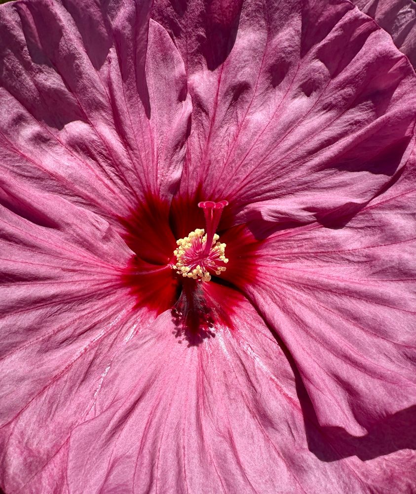 Close up of a bright pink hibiscus flower.
