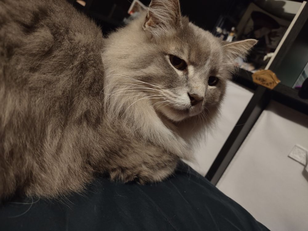 Close up of a fluffy grey cat with a white muzzle and her mane-like neck ruff fading to white. She is giving the camera a judgy look.