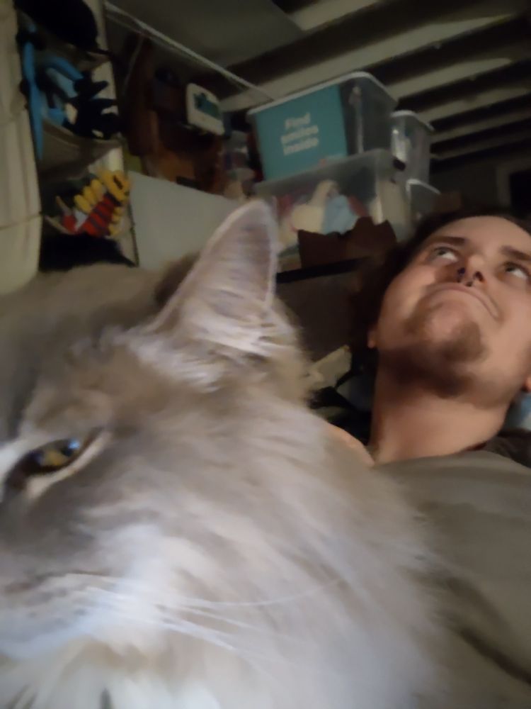 Selfie shot of a fluffy grey cat with a white muzzle and her mane-like neck ruff fading to white face half in frame, glaring at the camera, laying on top of someone (me) looking comically exasperated.