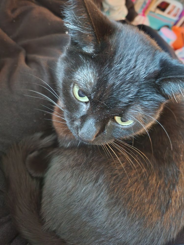 Black cat with yellow/green eyes