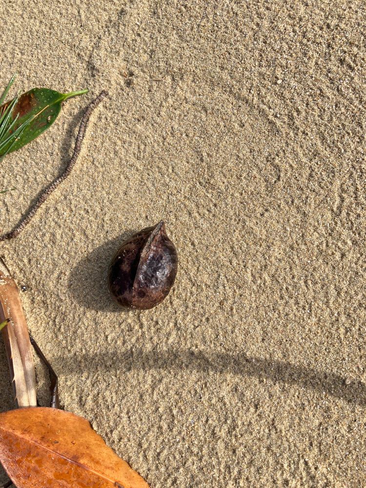 サキシマスオウ