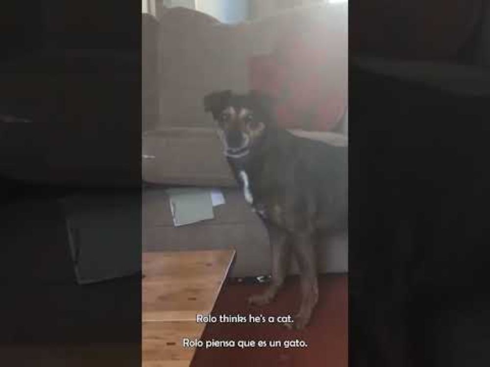 Does this dog think he's a cat? - ¿Este perro piensa que es un gato? #shorts #dogvideos