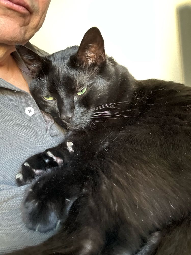 A large black cat snuggles on the chest of his human dad.