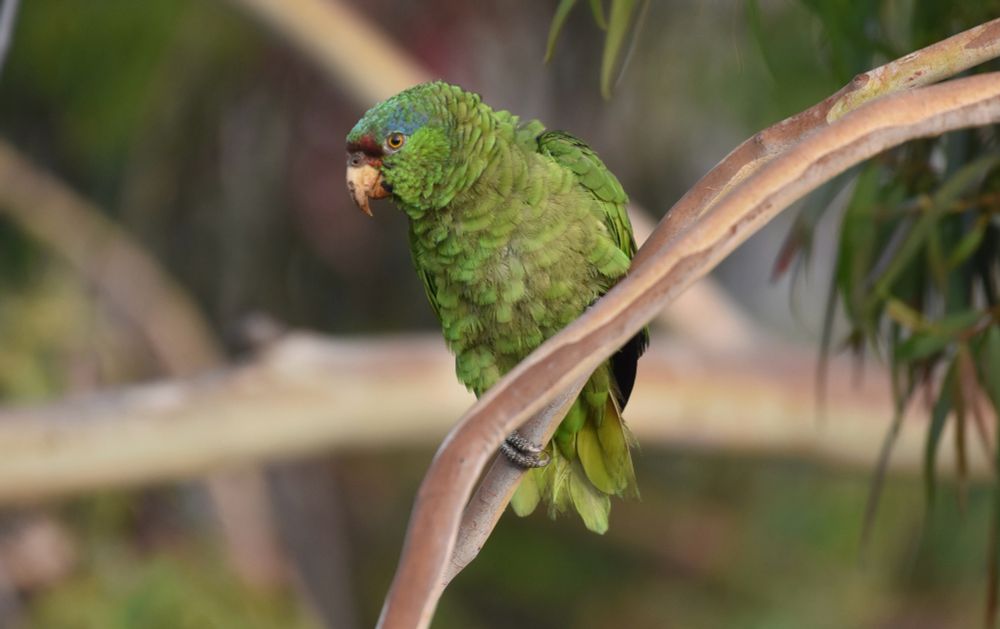 A green parrot with a light blue crown, perched on a branch 